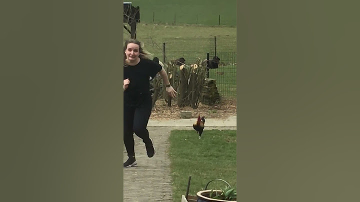 Funny Rooster Hilariously Chases Woman! #Shorts #Farms #Animals