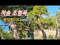 640번 #조형목 {{{판매중}} 테마조경에 딱인 #적송 조형목 분양합니다/ 판매가격은 "더보기"란에 Mp3 Song