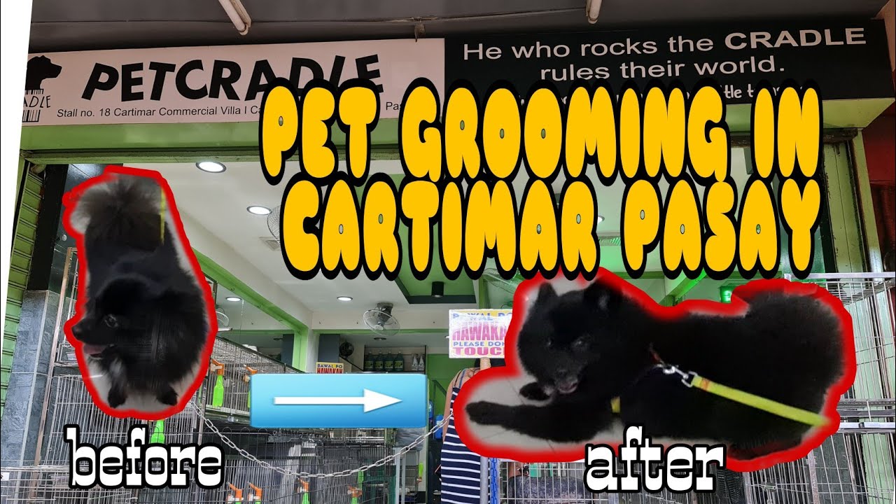 PET GROOMING IN CARTIMAR PET SHOP IN PASAY YouTube