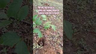 On Legacy and future! plant fruit trees. #farming #fruit #legacy #nature