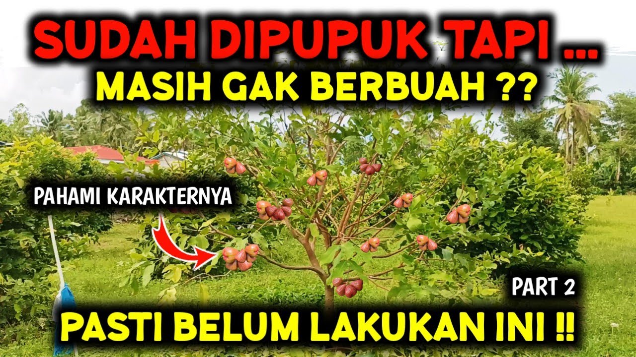INGAT 9 HAL INI ‼️ ILMU PEMBUAHAN JAMBU AIR - PRUNING GENERATIF PART 2