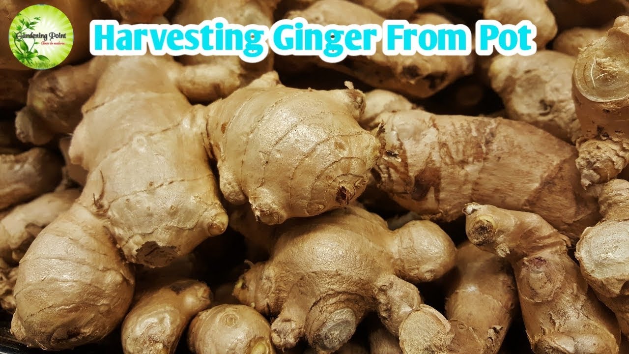 Harvesting Ginger How to Harvest Ginger YouTube