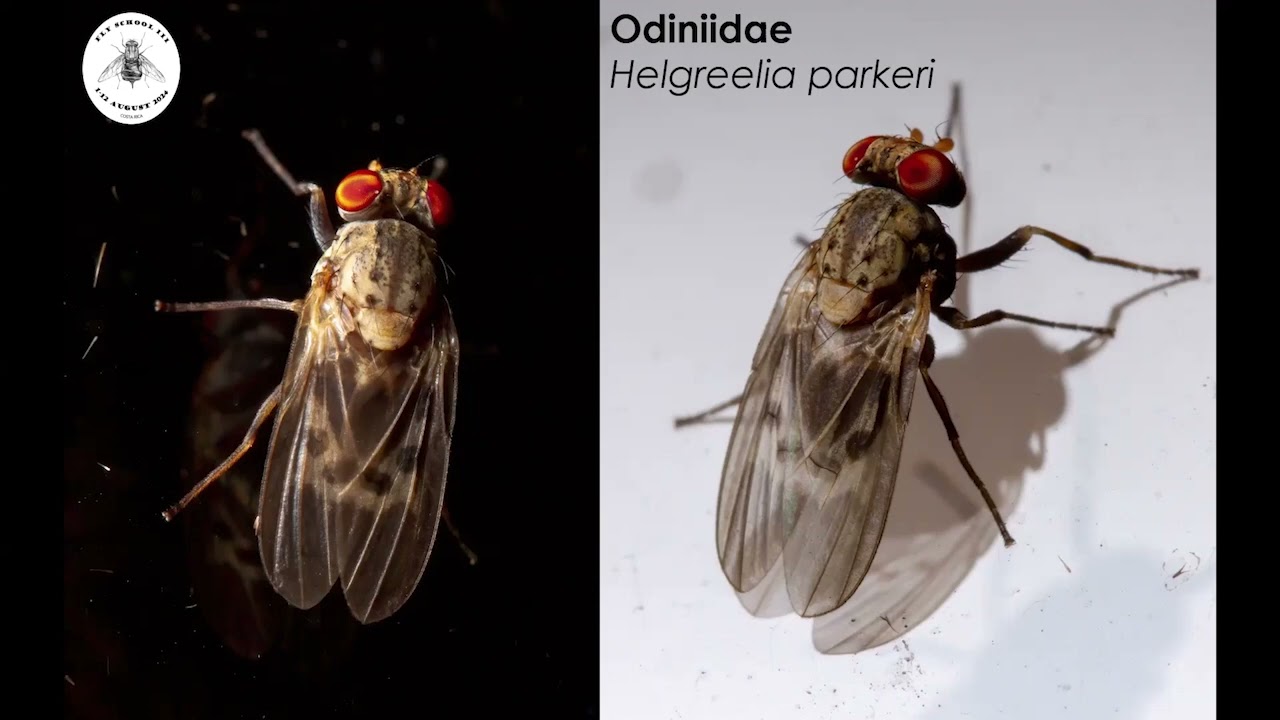 Photos of Diptera from Fly School III and Beyond