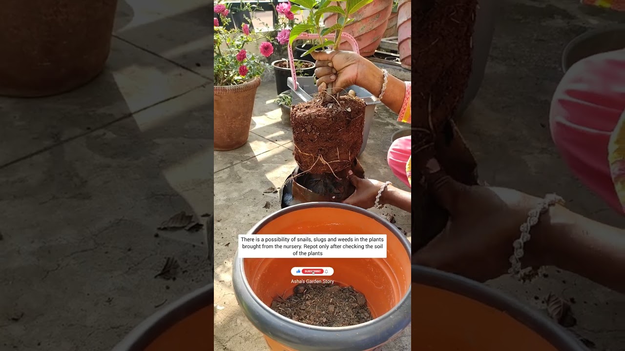 5 Tips For Saving Nursery Plants After Repotting|इस तरह करे रिपोटिंग| #ashasgardenstory#shorts