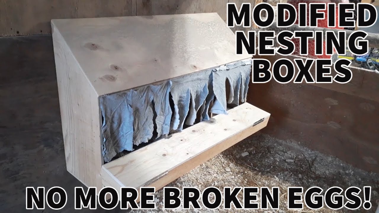 CHICKENS BREAKING EGGS MADE ROLL AWAY NESTING BOXES YouTube
