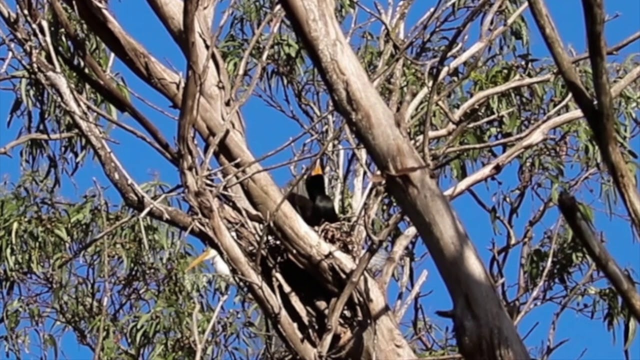 Double-crested Cormorant 