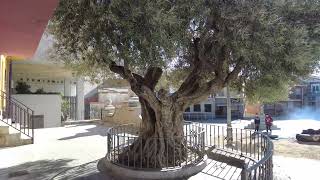 FRESNEDILLAS  DE LA OLIVA