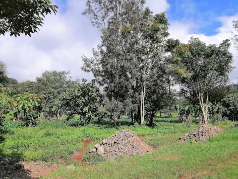 Fifty residential plots