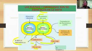 Clase de Bioquimica 45 (Nucleotidos: sintesis de purinas y pirimidinas) Dra. Martha