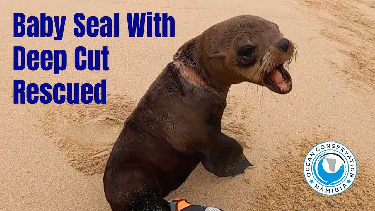 Baby Seal with Deep Injury Rescued YouTube