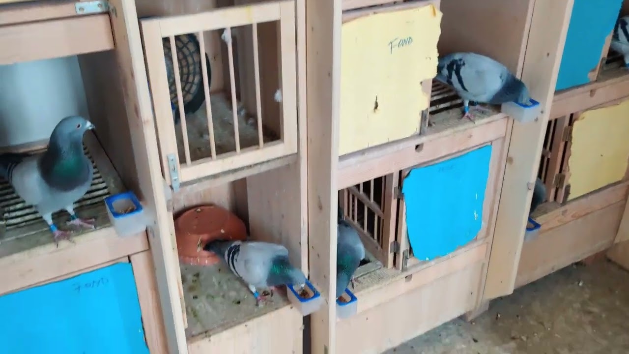 Cum se face trecerea la vaduvie