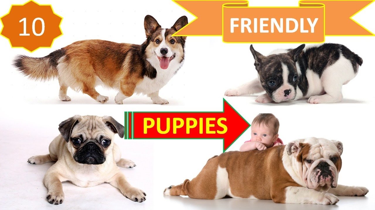 top 10 friendliest dogs