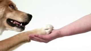 Humane Society - Brand Spot