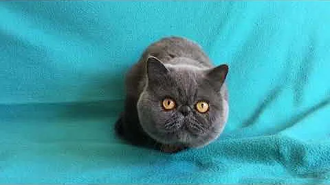 Watch the video about Blue Exotic shorthair cat