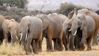 AFRICAN ELEPHANT HERD CROSSING ROAD.