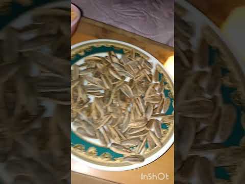 سهرة الخميس