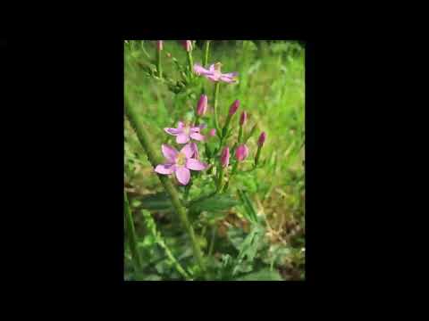 Video: Kleines Tausendgüldenkraut