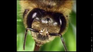 Anatomy Of The Bee Antennae