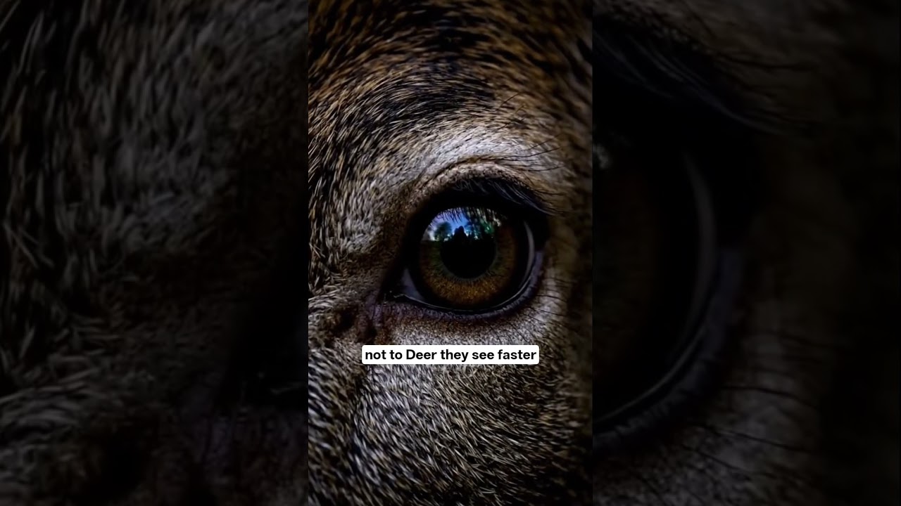 🦌 Deer Can See Almost in Slow Motion 😱