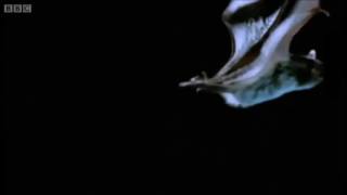 Bats Hunting Their Prey - Top Bat - Bbc Editado