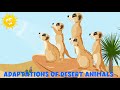 Adaptations of Desert Animals Quiz