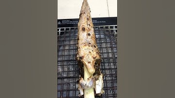 Cá Lóc Đồng Nướng Cây Mía Siêu Thơm Siêu Ngon Hấp Dẫn