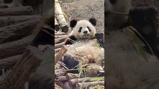 2岁多的秦大朵到底是男是女？最早公开时说大朵是女熊，然后说错了是男熊，百度百科干脆没写性别。