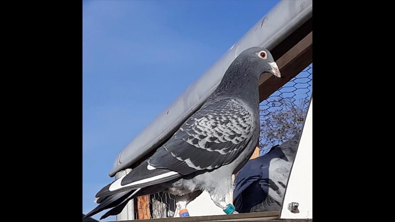 selamlar aramiza hosgeldiniz