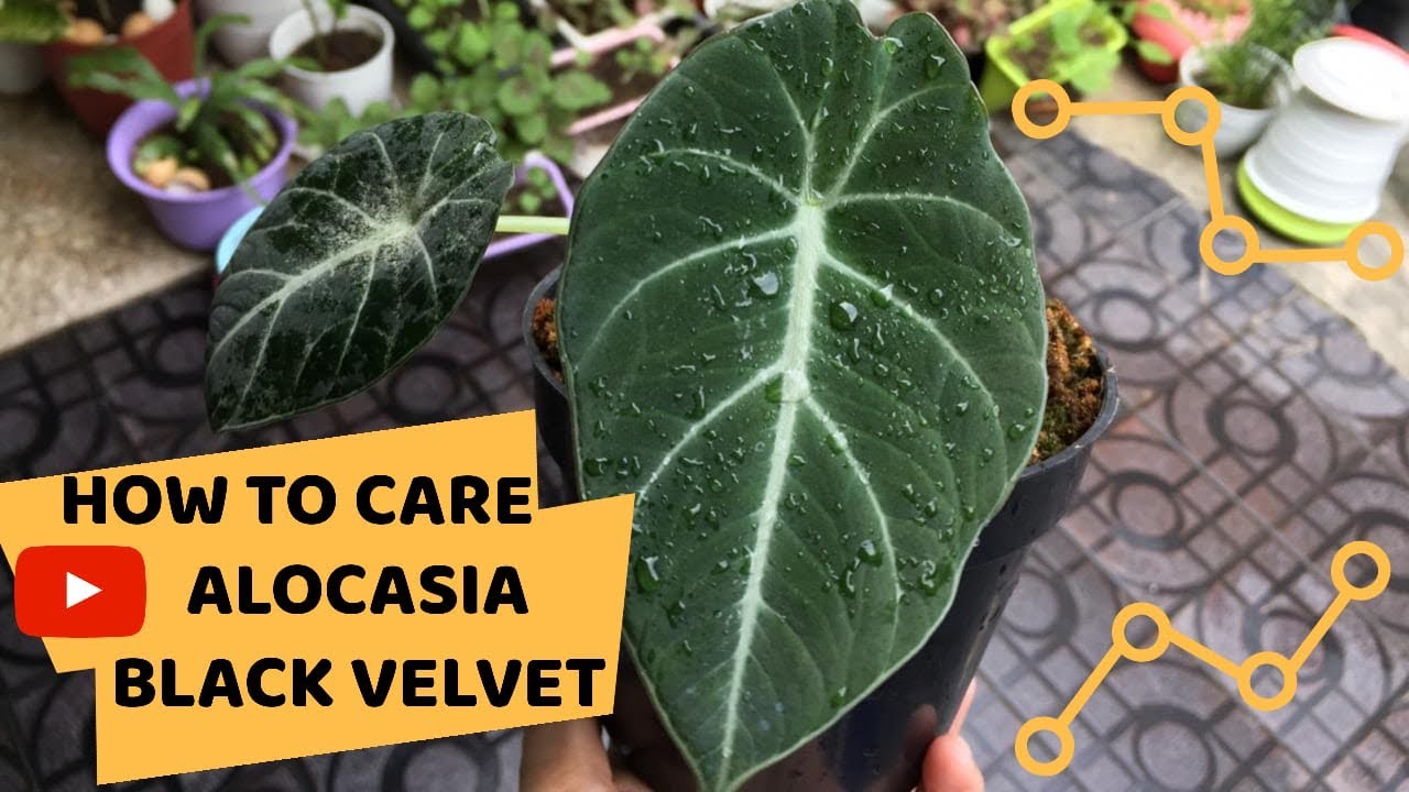 Cara Merawat Alokasia Black Velvet Youtube