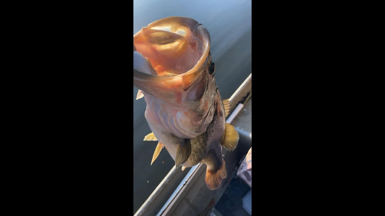 Fishing Small Pond in FL for Bass!!! #fish #bassfishing  #explorepage