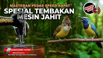 Masteran Spesial Roll Tembak Mesin Jahit Cucak Cungkok Super Gacor vs Cucak Jenggot Beset Rapet