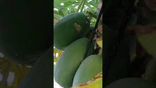 Why We Need Fruit Trees Around Us