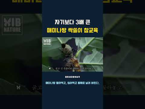 자기보다 3배 큰 매미나방 싹쓸이 참교육 #참교육 #매미나방 #애벌레 #노린재 #천적 #홀로세곤충방송국 #HIB #싹쓸이 #gypsy #gypsymoth #멸종위기종 #캐터필라