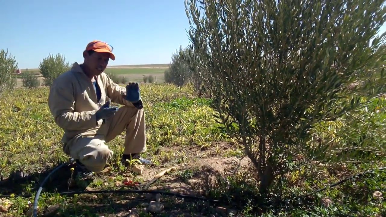 أشجار الزيتون بعمرها 4 سنوات تكوين من منطقة بني مسكين