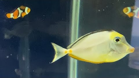 Naso Tang Aggression Update (Day 3)