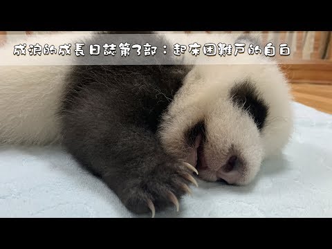 《熊貓主題趴》成浪的成長日誌第3部：起床困難戶的自白 | iPanda熊貓頻道