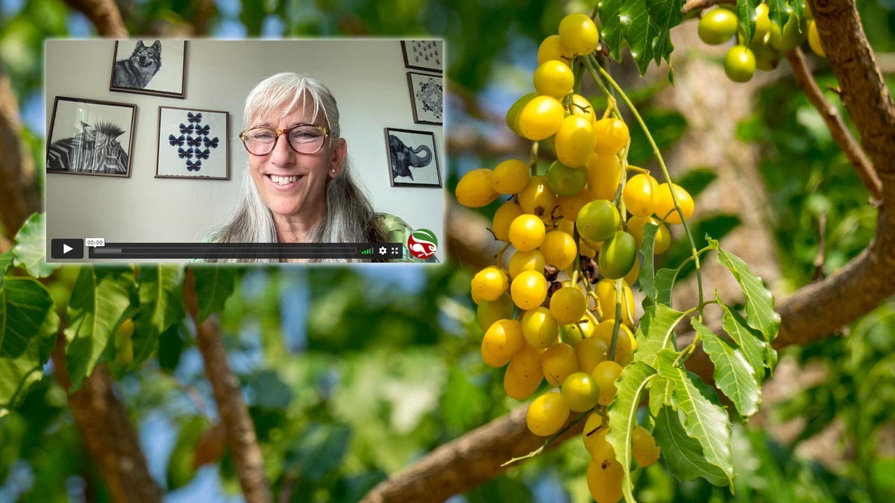 Neem: “The Village Pharmacy” that Cools