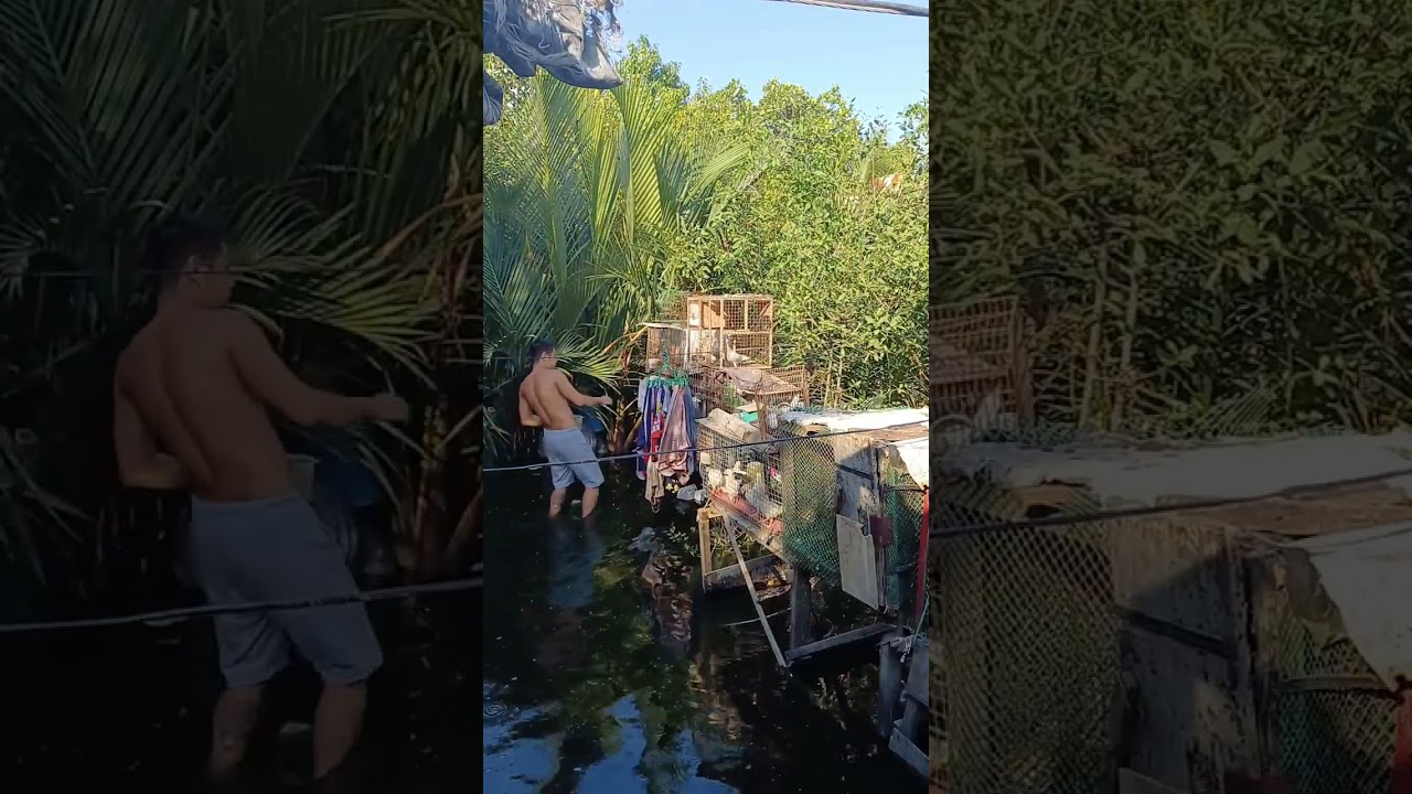 kalapaTol x kalabiDoves ( pigeon racing )