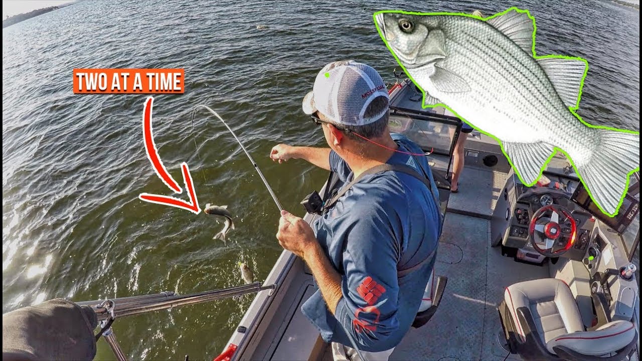 How To Catch TONS Of White Bass FAST (Summer Fishing) 