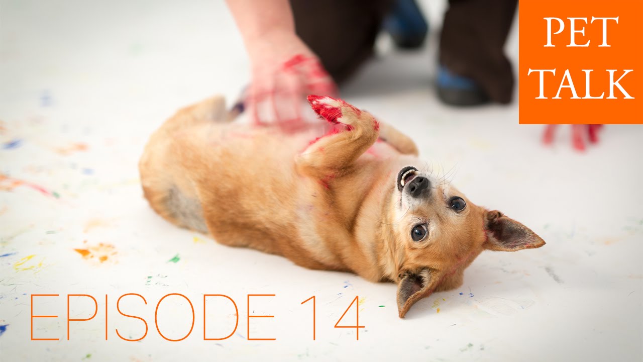 Episode 14: How pets benefit your health, a messy art project, and reading food labels