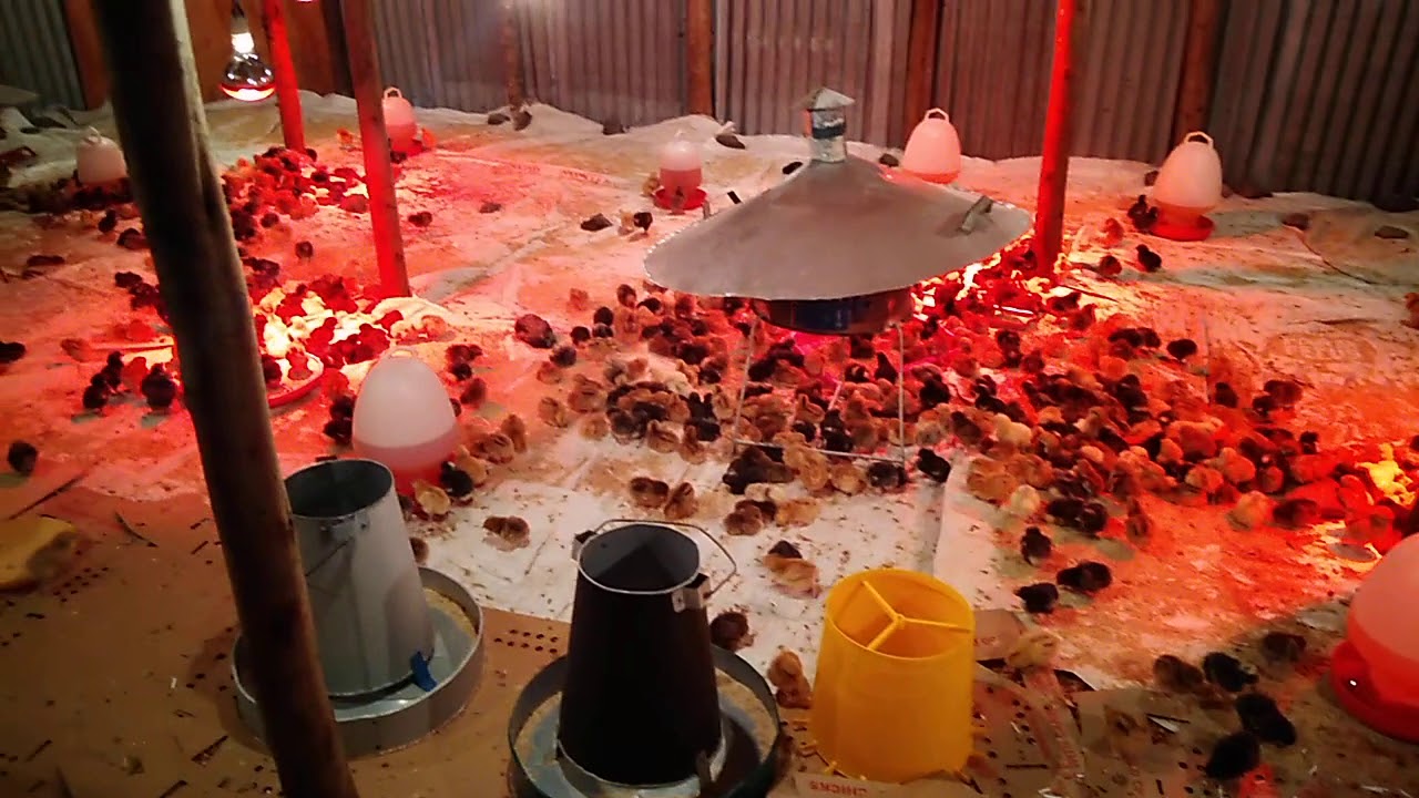 Kienyeji chicks brooding - YouTube