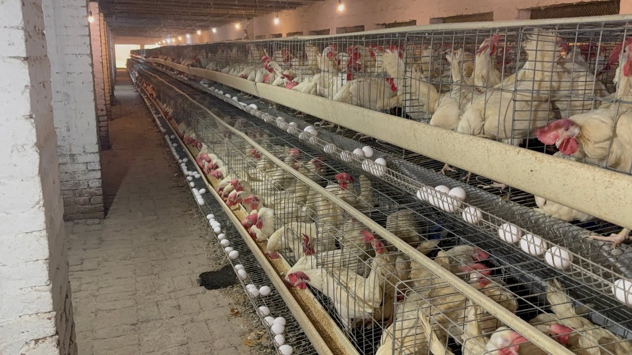 Collection Murgi Hen Harvesting Egg On Poultry Farming | Poultry Farming Business |( Part 38