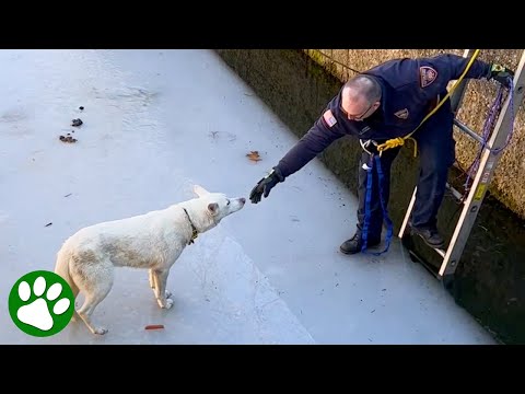 Firefighter climbs onto melting ice to save Husky