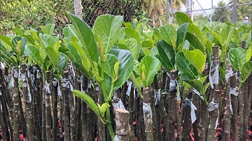 ĐỊA CHỈ CUNG CẤP CÂY GIỐNG MÍT RUỘT ĐỎ XƠ VÀNG INDO CHUẨN GIỐNG CHẤT LƯỢNG