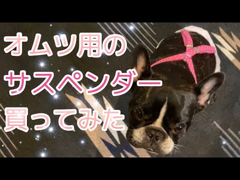おすすめ 犬グッズ フレブルにオムツ履かせるなら必須かも オムツ用サスペンダー Vlog Youtube