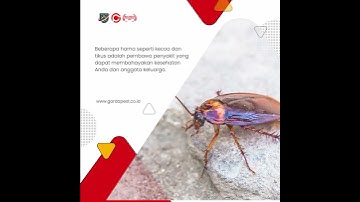 Mengapa Tindakan Cepat Diperlukan Dalam Pengendalian Hama (?) | Garda Pest Control Cirebon #shorts