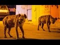 Des hyènes envahissent une ville - ZAPPING SAUVAGE