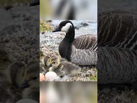 Review Barnacle Goose 144 Days From Egg toSurvivor__Surviving the Extreme Cliffs#motherbird #birds 
