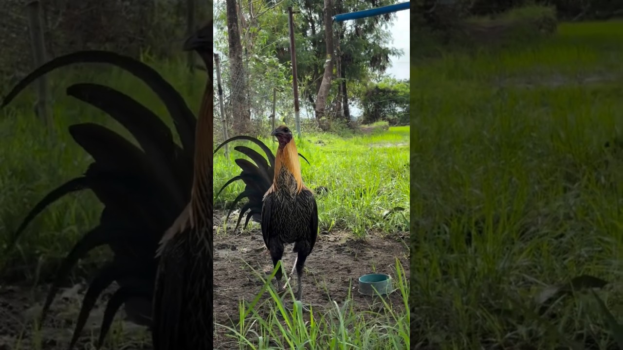 oyun kuşu american horoz 