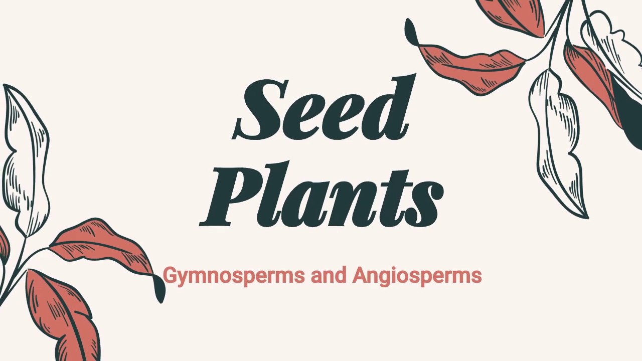 Seed Plants | Gymnosperms | Angiosperms | Botany | Pak Botanist